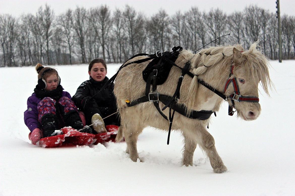 Amerikansk Miniature Marielund's Incredible  - Januar 2016 | billede 15