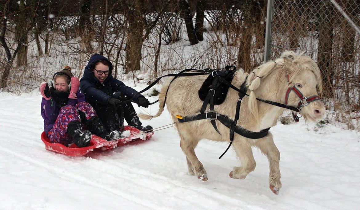 Amerikansk Miniature Marielund's Incredible  - Januar 2016 | billede 20