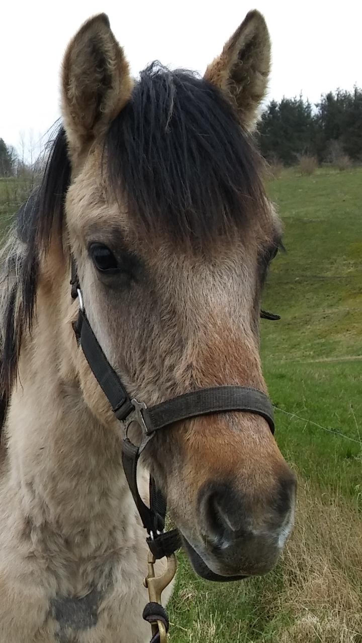 Anden særlig race Sukinox Her kommer jeg *Kalle* - April 16 billede 23