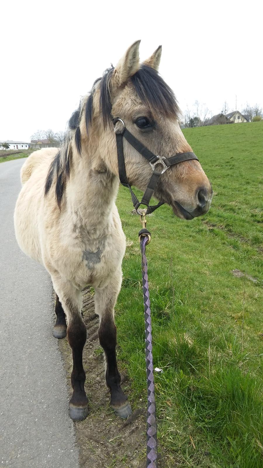 Anden særlig race Sukinox Her kommer jeg *Kalle* - April 16 billede 25