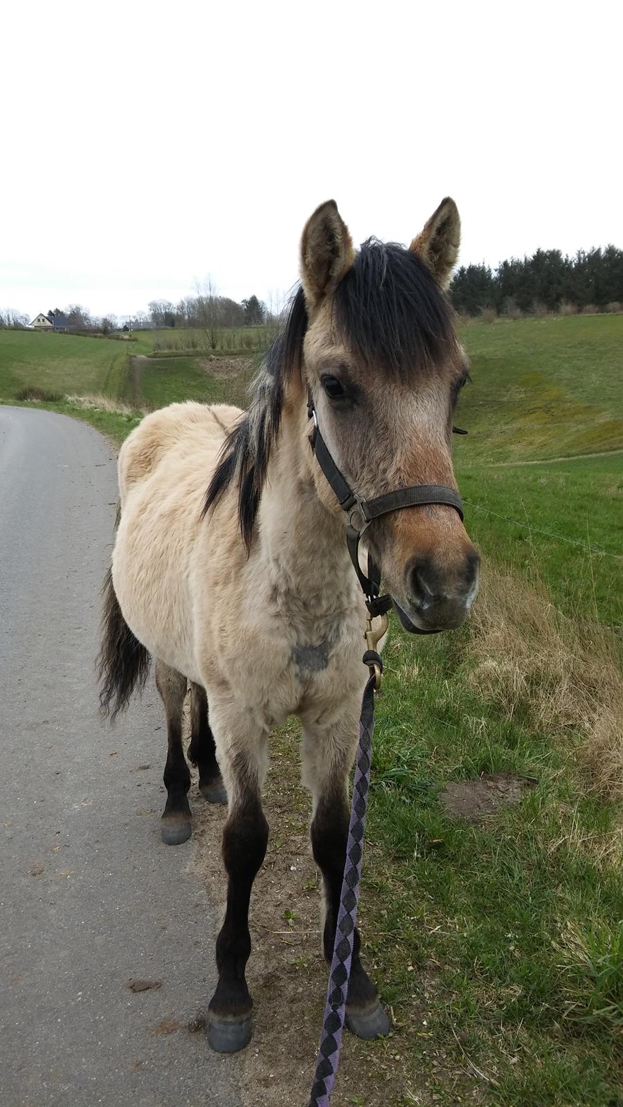 Anden særlig race Sukinox Her kommer jeg *Kalle* - April 16 billede 24