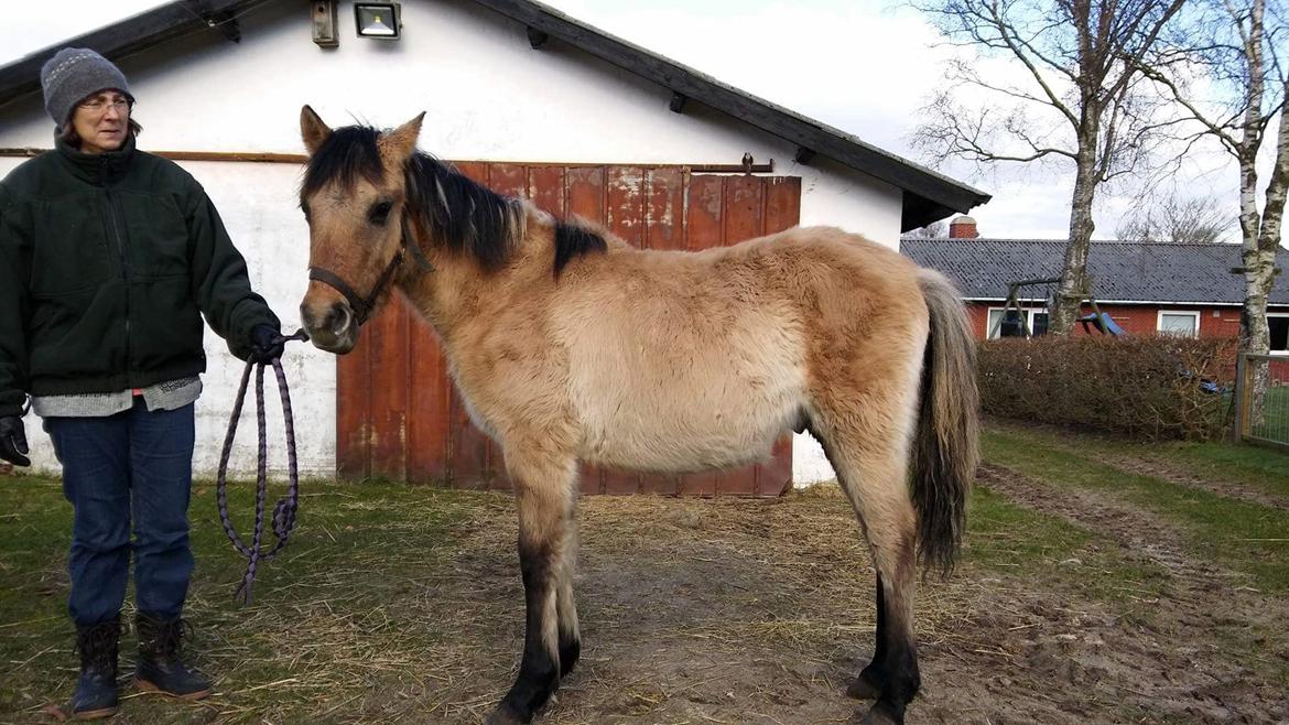 Anden særlig race Sukinox Her kommer jeg *Kalle* - Marts 2016 billede 17