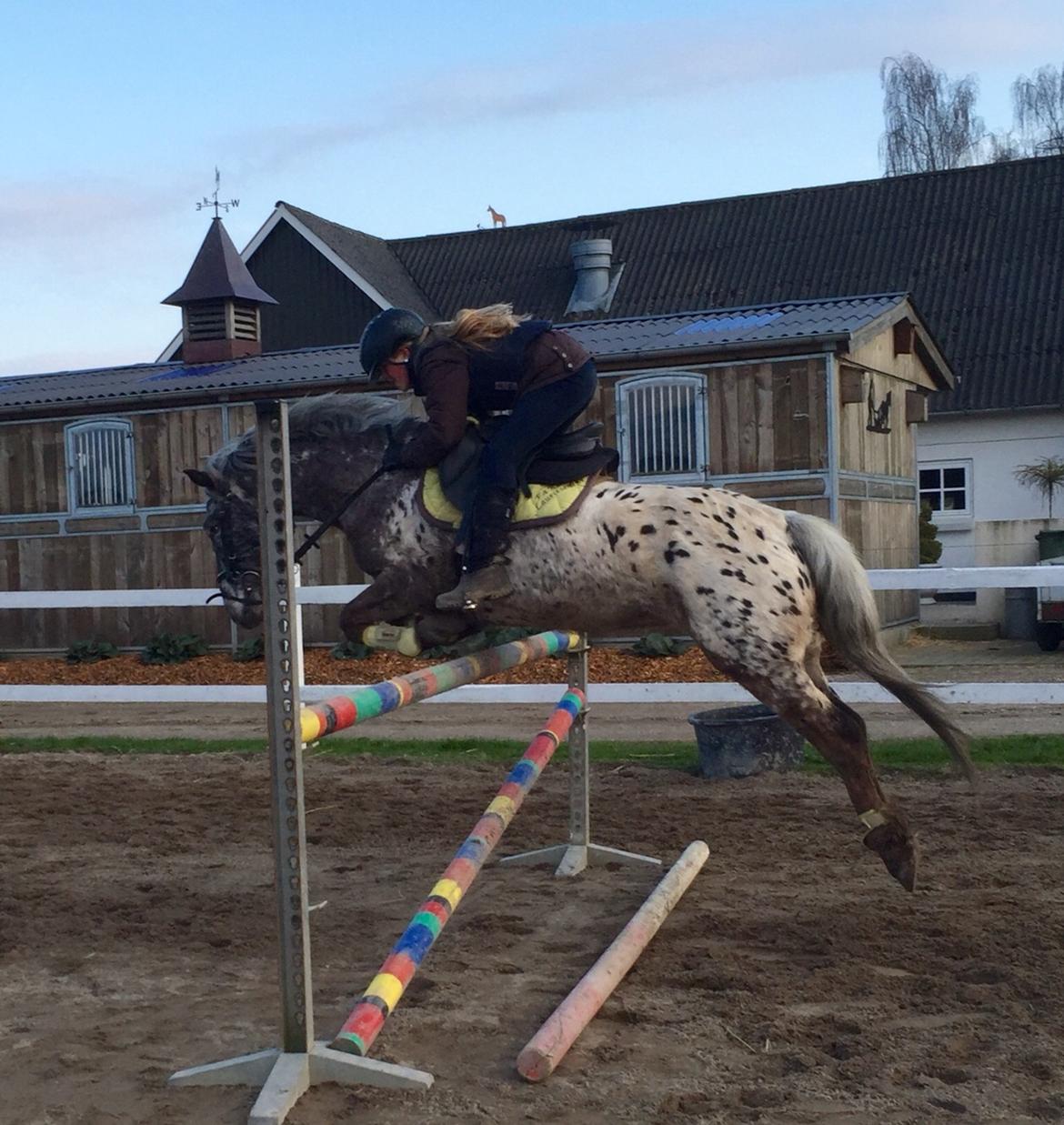 Anden særlig race Skyline billede 44