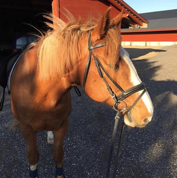 Engelsk Varmblod Edward billede 4