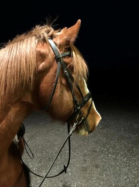 Engelsk Varmblod Edward billede 8