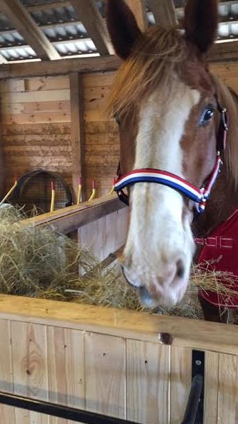 Engelsk Varmblod Edward billede 9