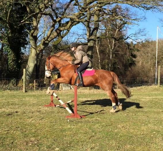 Engelsk Varmblod Edward billede 3