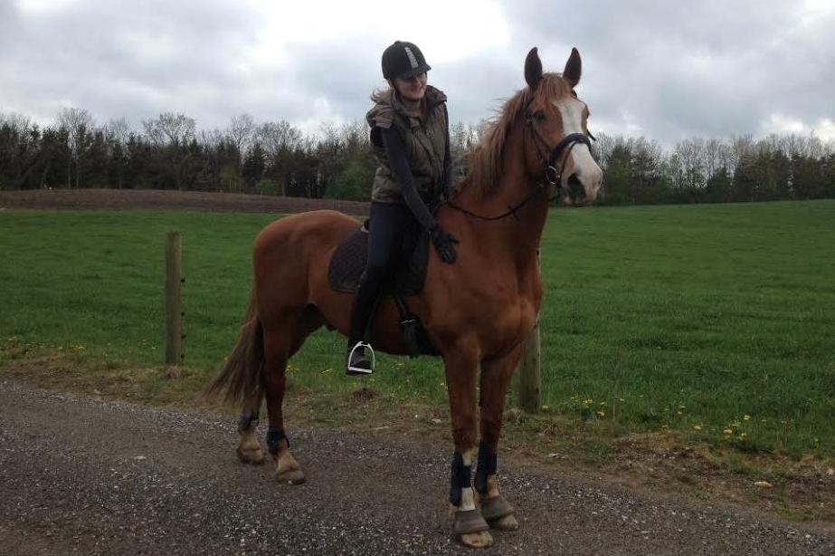 Engelsk Varmblod Edward - Så fin :)) billede 10