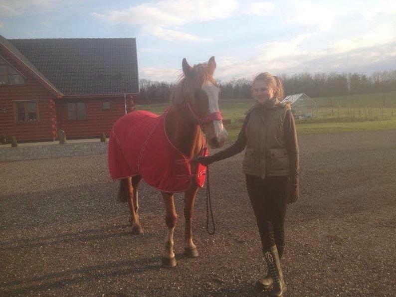 Engelsk Varmblod Edward - Billedet er taget lige efter han kom hjem til mig  billede 2