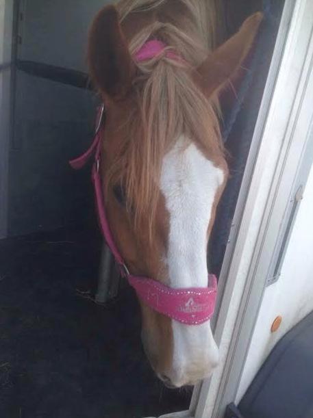 Engelsk Varmblod Edward billede 11