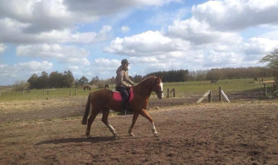 Engelsk Varmblod Edward - Første gang jeg red ham  billede 7