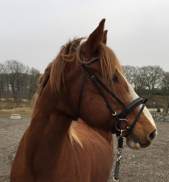 Engelsk Varmblod Edward billede 6