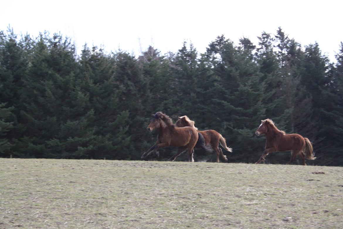 Islænder Sjúss fra Hvergi billede 15