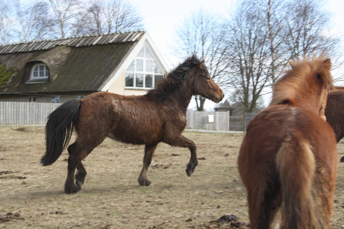 Islænder Sjúss fra Hvergi billede 16