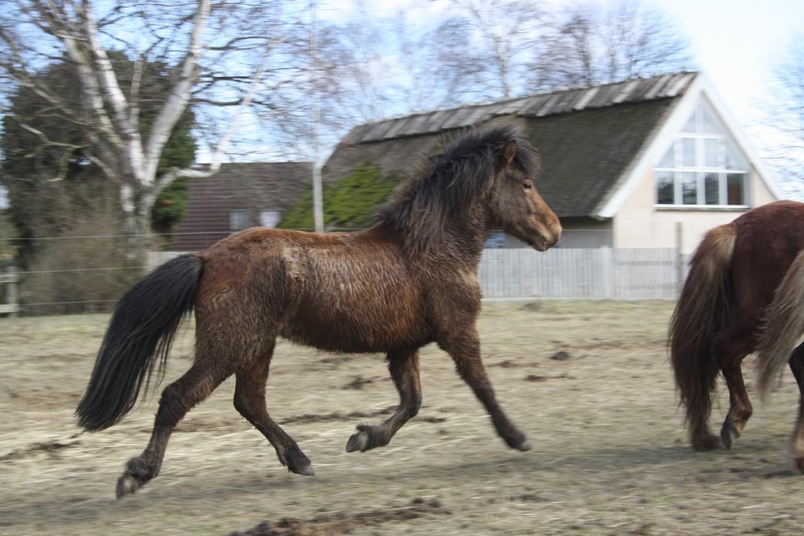 Islænder Sjúss fra Hvergi billede 17