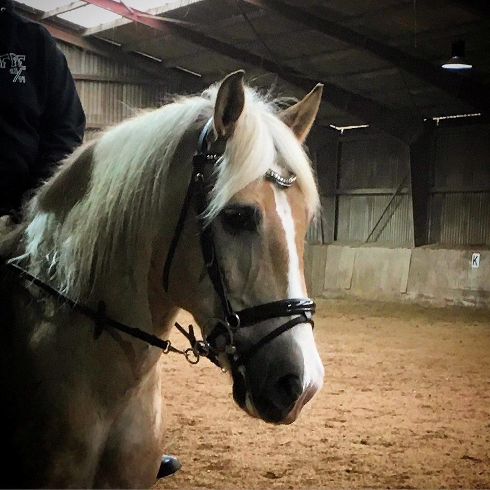 Haflinger Sandals Maximillian billede 8