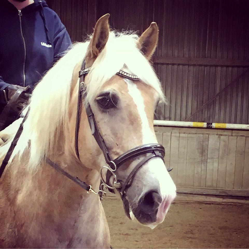 Haflinger Sandals Maximillian billede 9