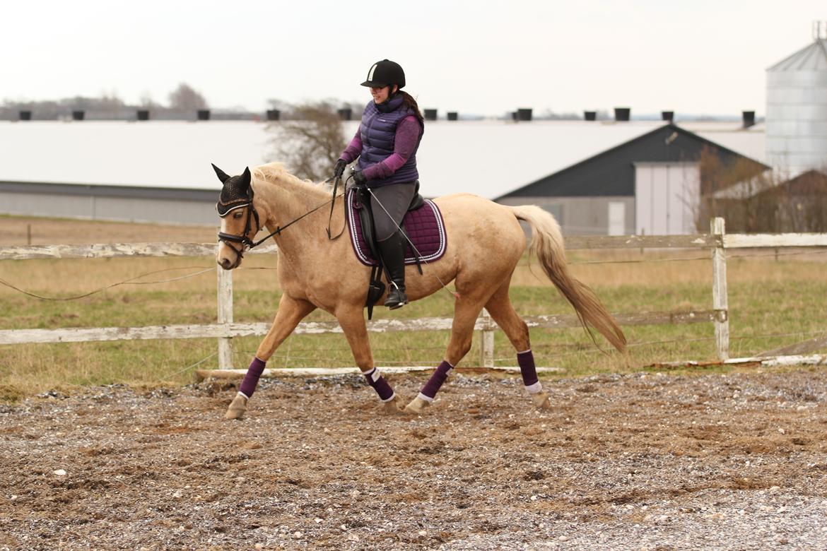 Palomino Kvolsbæk's Exclusive Enya - Ridning 14. april 2016. billede 15