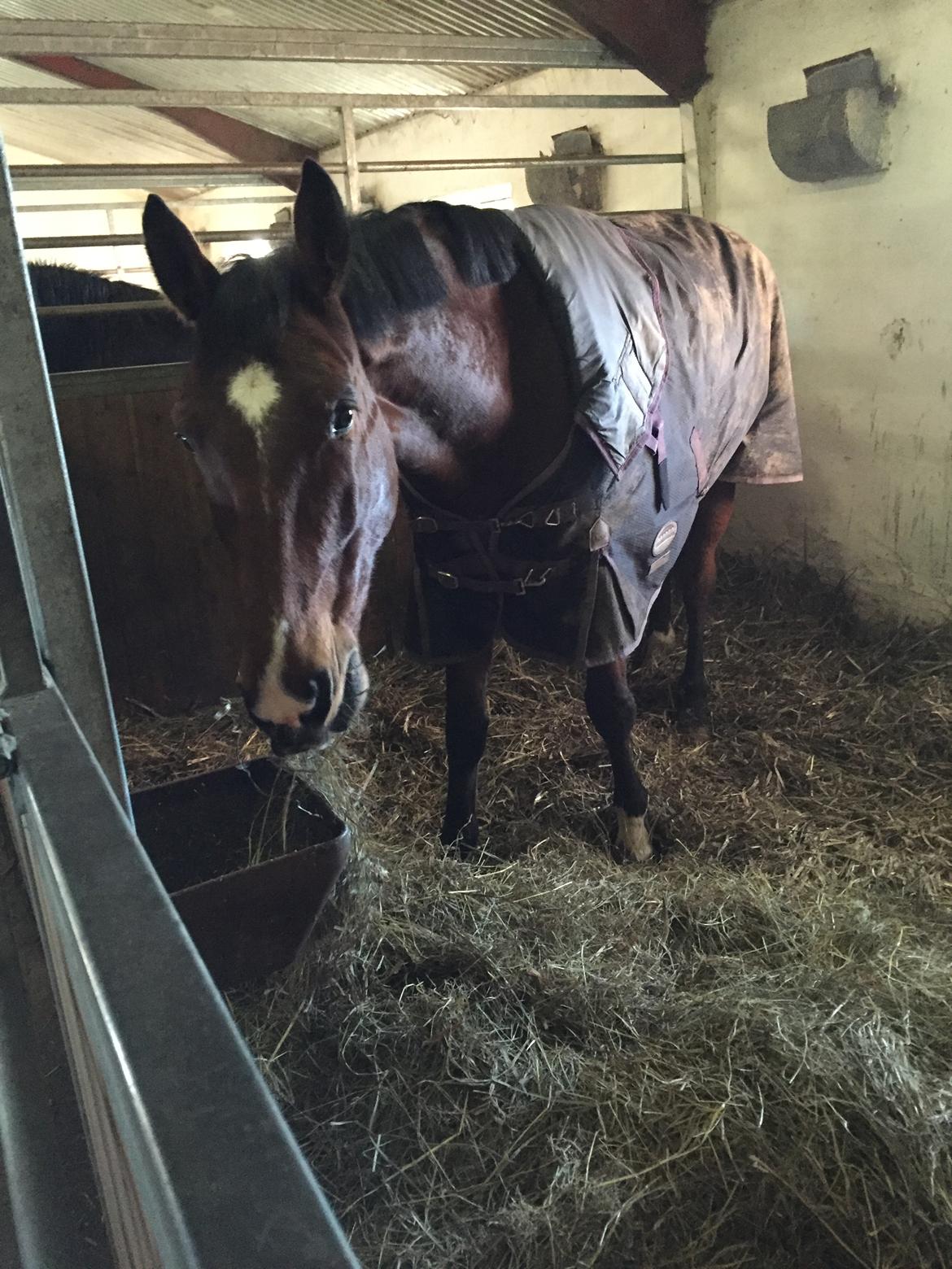 Dansk Varmblod Cato  billede 12