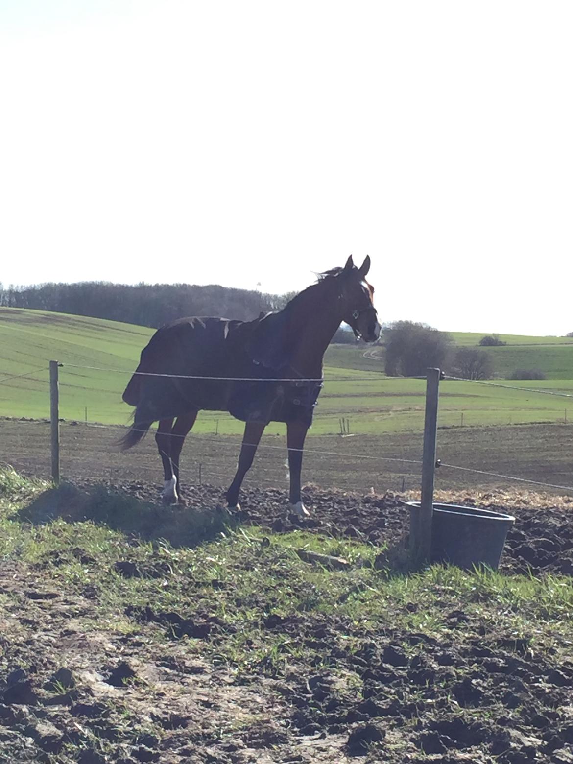 Dansk Varmblod Cato  billede 11