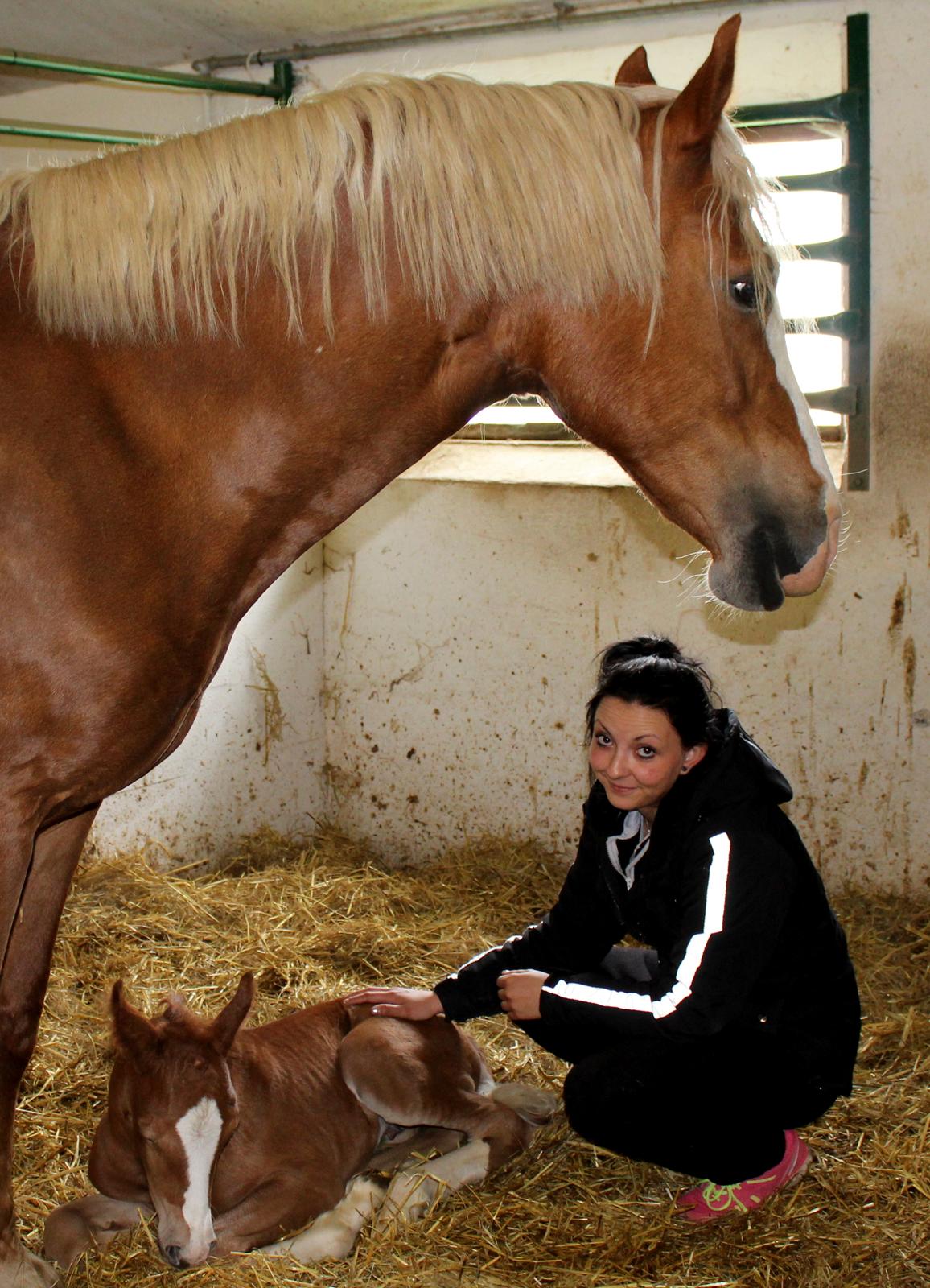 Welsh Cob (sec D) Royal Gogo  - Et døgn gammel.  billede 5