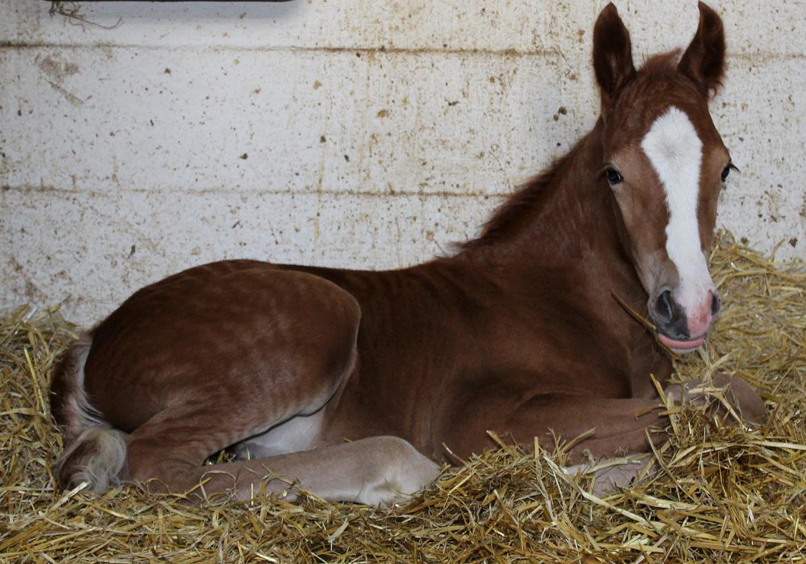 Welsh Cob (sec D) Royal Gogo  billede 4
