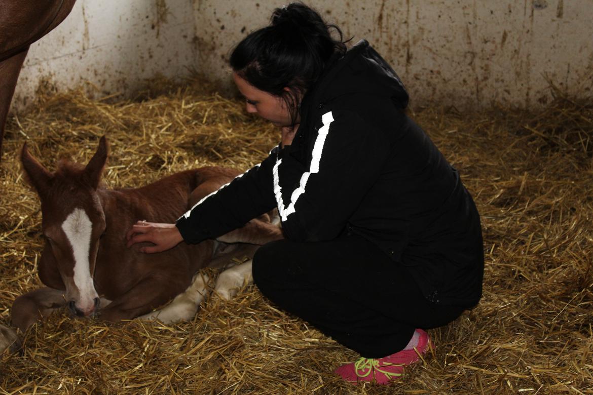 Welsh Cob (sec D) Royal Gogo  - Et døgn gammel.  billede 6