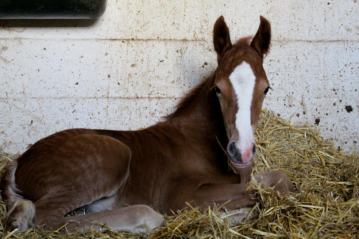 Welsh Cob (sec D) Royal Gogo  - et døgn gammel.  billede 3
