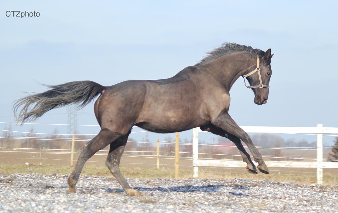 Dansk Varmblod Blade's danubia billede 3