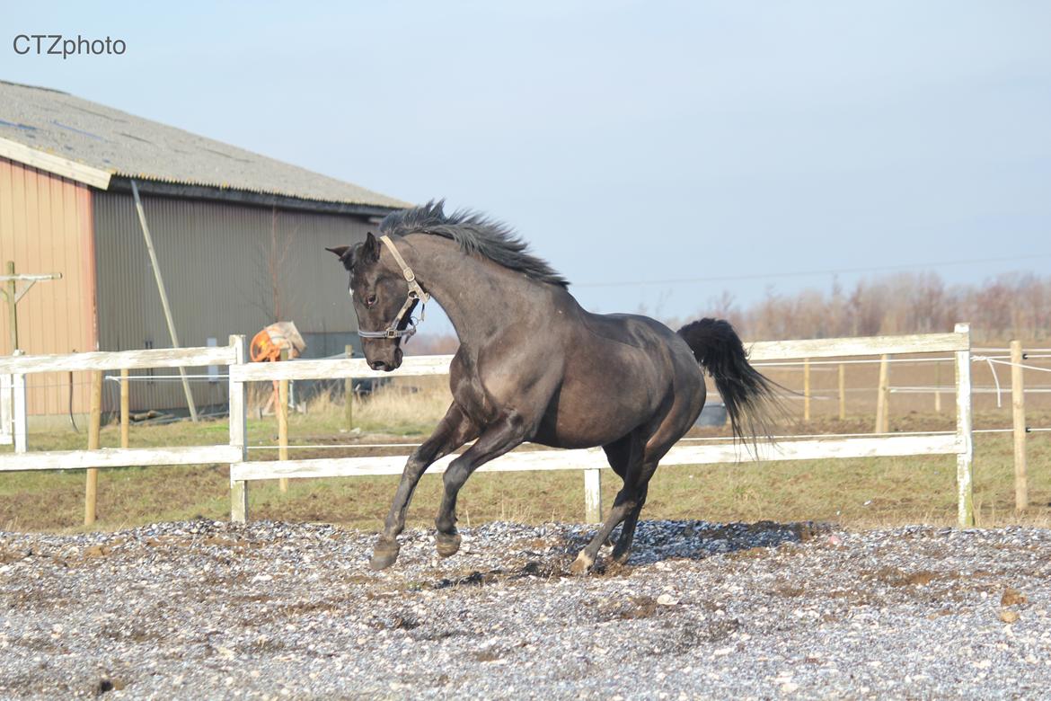 Dansk Varmblod Blade's danubia billede 5