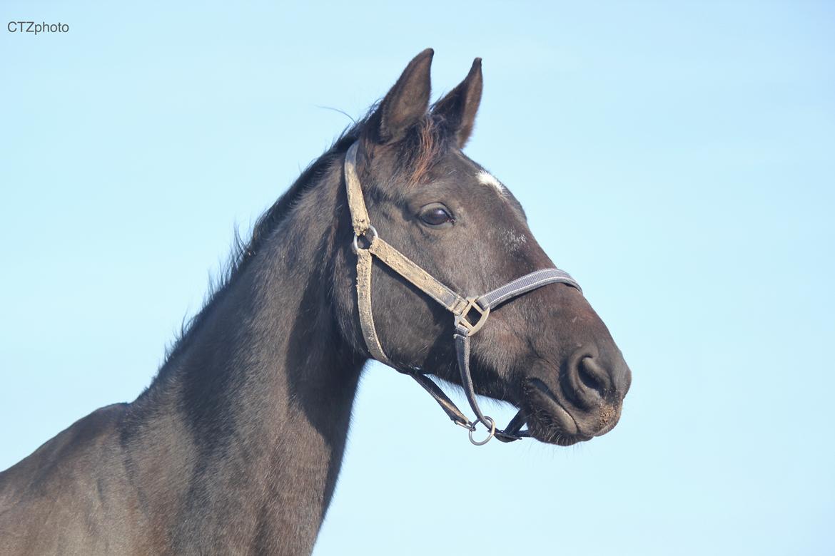 Dansk Varmblod Blade's danubia billede 7