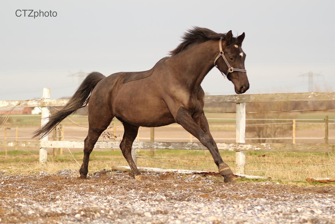 Dansk Varmblod Blade's danubia billede 10