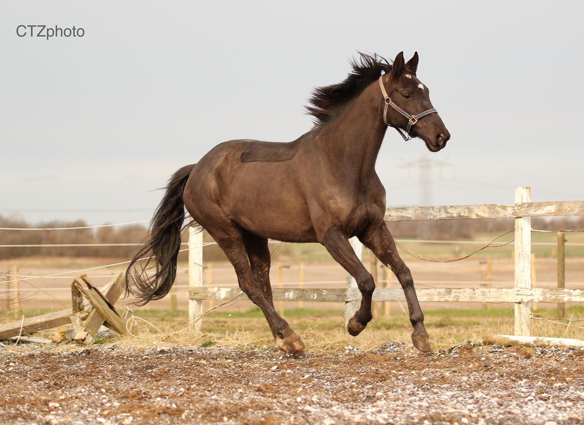Dansk Varmblod Blade's danubia billede 11
