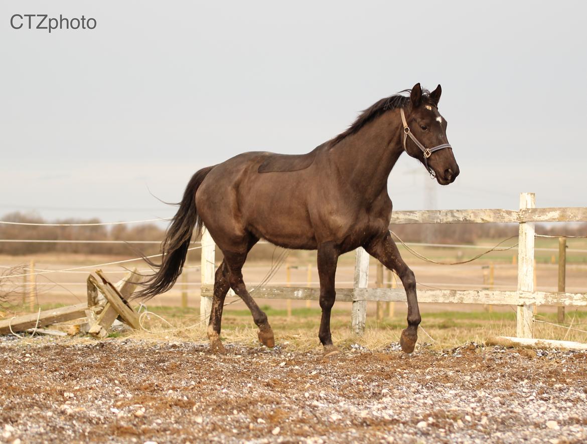 Dansk Varmblod Blade's danubia billede 12