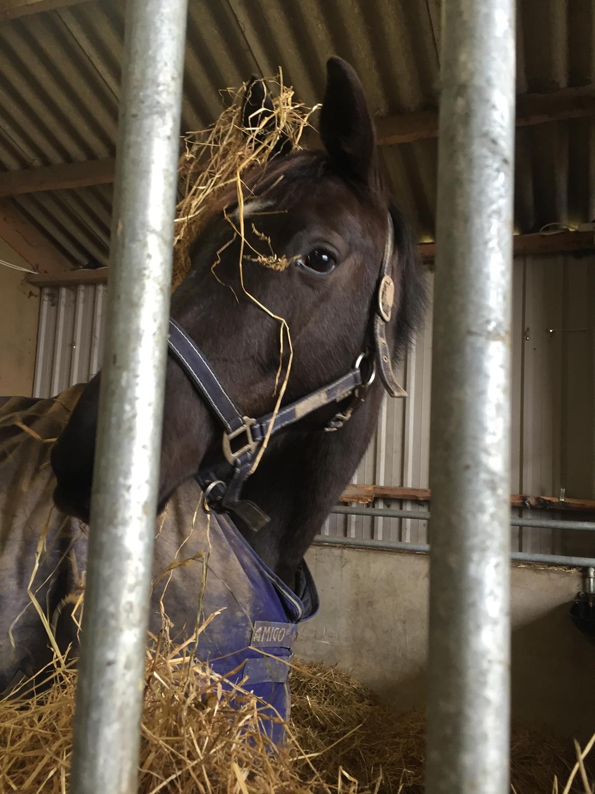 Dansk Varmblod Blade's danubia billede 14