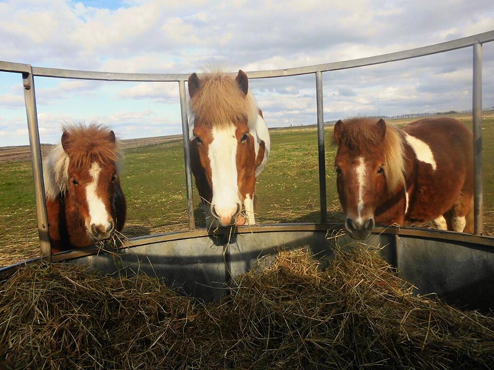Islænder Gullfaxa fra Gudenådalen (Gulle) - Følse, Gulle og Felia :) billede 12