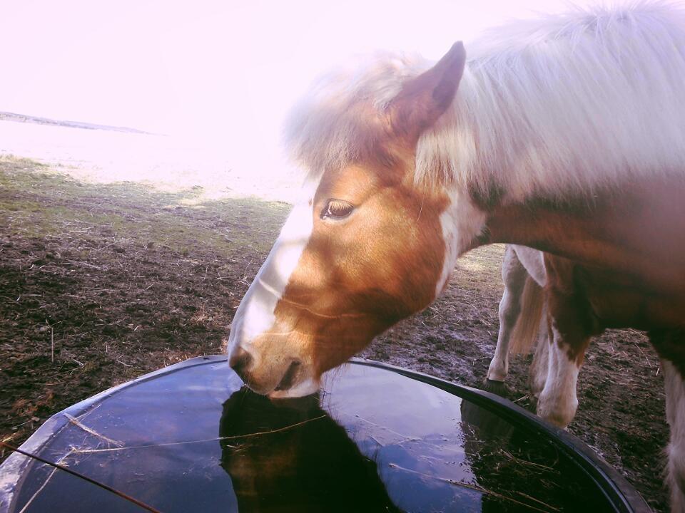 Islænder Gullfaxa fra Gudenådalen (Gulle) billede 11