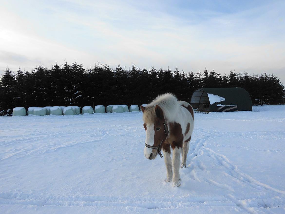 Islænder Gullfaxa fra Gudenådalen (Gulle) billede 13
