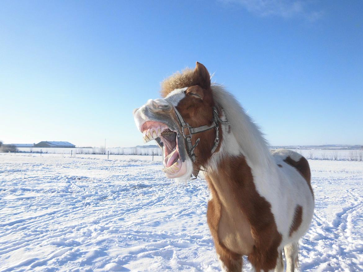 Islænder Gullfaxa fra Gudenådalen (Gulle) - Gulle blev træt af mig og mit kamera :P billede 14