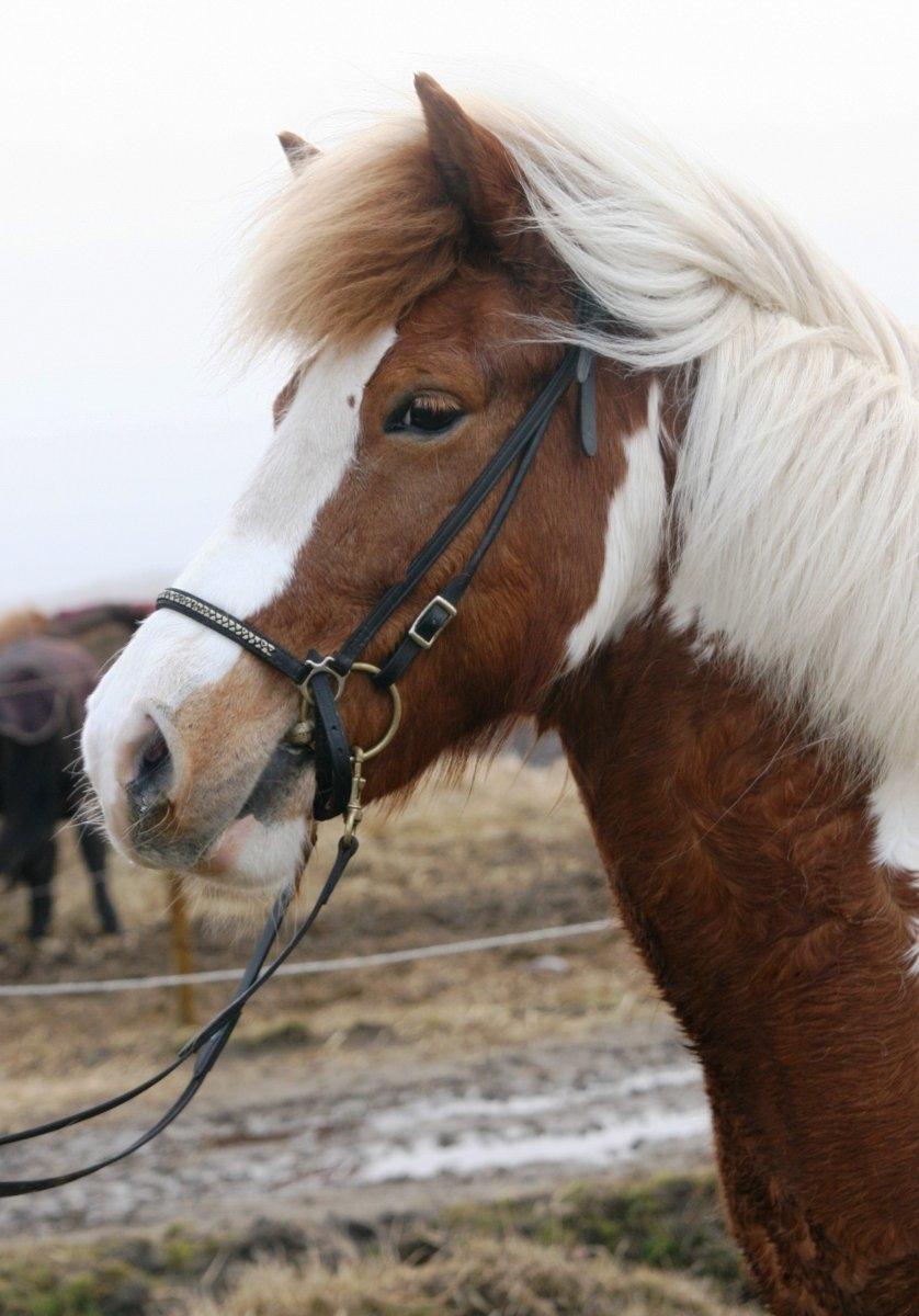 Islænder Gullfaxa fra Gudenådalen (Gulle) - Billede fra tidligere ejer :) billede 19