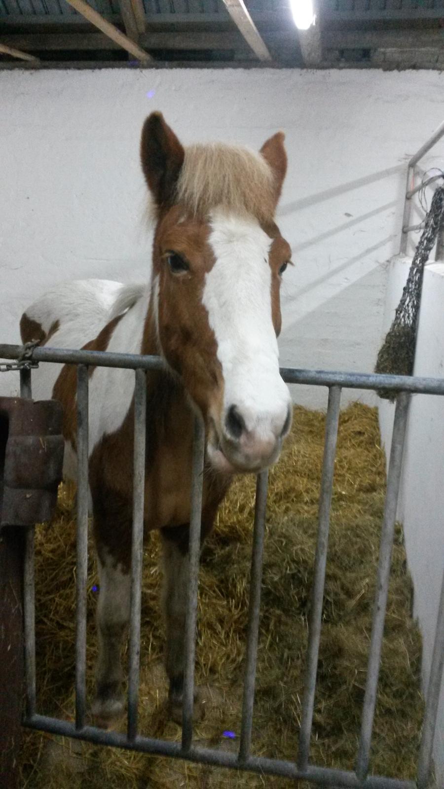 Islænder Gullfaxa fra Gudenådalen (Gulle) - Gulle den aften vi fik hende hjem :) billede 18