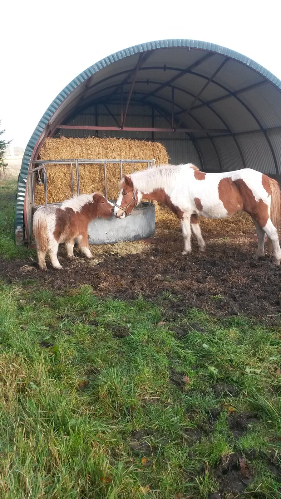 Islænder Gullfaxa fra Gudenådalen (Gulle) - Første gang Gulle hilser på følse, som aldrig havde set så stor en hest før :P billede 17