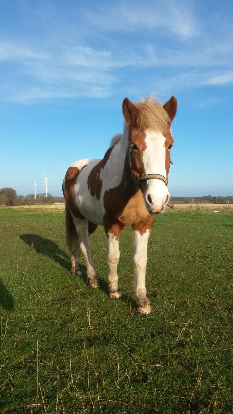Islænder Gullfaxa fra Gudenådalen (Gulle) billede 15
