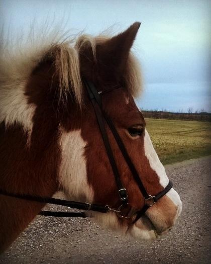 Islænder Gullfaxa fra Gudenådalen (Gulle) billede 16