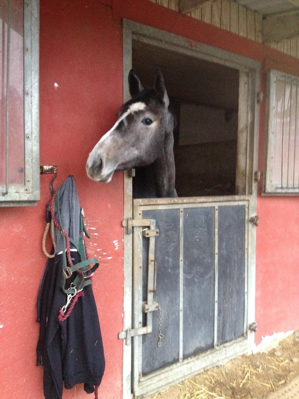 Holstener Le Caméléon Du Classé billede 11