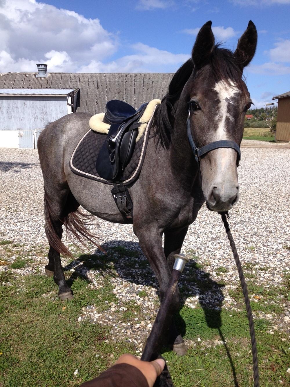Holstener Le Caméléon Du Classé billede 9