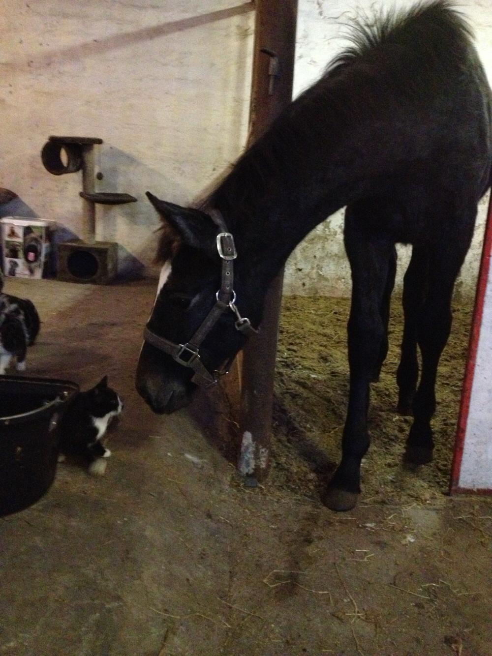 Holstener Le Caméléon Du Classé billede 7