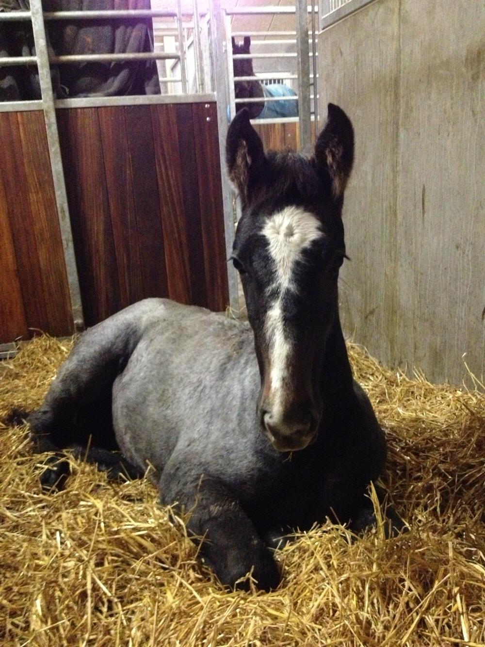 Holstener Le Caméléon Du Classé billede 4