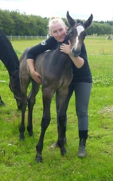 Holstener Le Caméléon Du Classé billede 3
