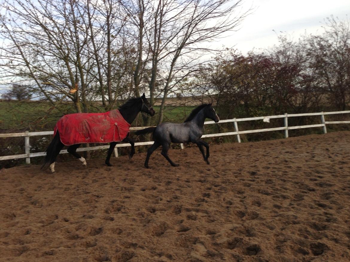 Holstener Le Caméléon Du Classé billede 6